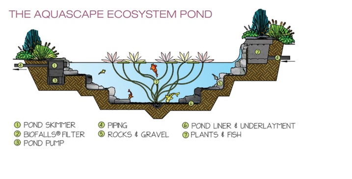 The Aquascape Ecosystem Drawing