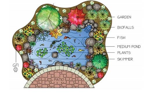 Pond ecosystem drawing
