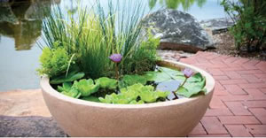 Beautifully planted water bowl