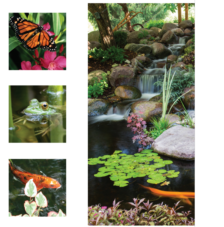 Cascading waterfall and picture of butterfly, frog and fish